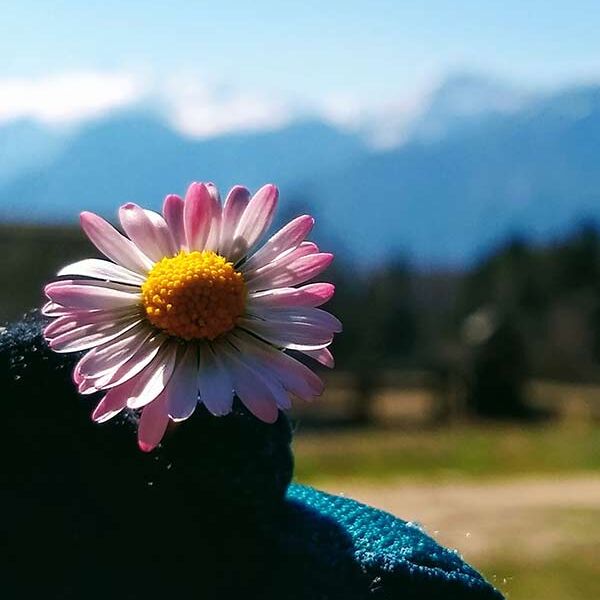 Jemand mit einem Handschuhe hält ein Gänseblümchen in seiner Hand