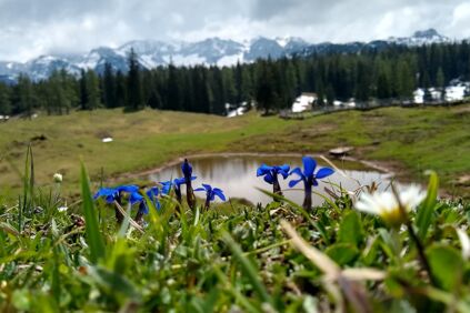Der blaue Frühlings-Enzian wächst vor einem Gebirgssee im Salzkammergut