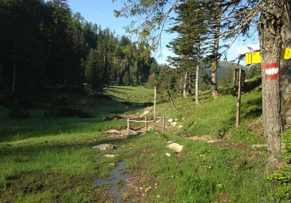 The Pitzingmoos Hiking Trail The Pitzingmoos Hiking Trail