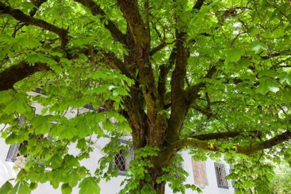 Ein saftig, grüner Kastanienbaum