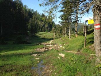 The Pitzingmoos Hiking Trail The Pitzingmoos Hiking Trail