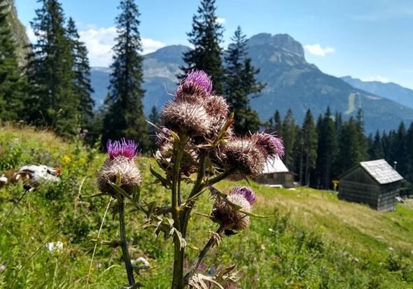 Natur pur im Salzkammergut