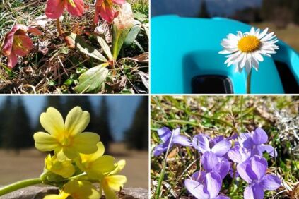 Eine Collage aus Blumen, die neben dem Radweg gefunden werden können.