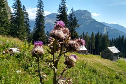 Bergdistel am Ausseer Sandling