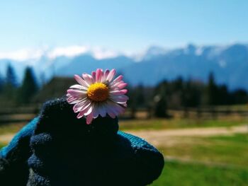 Blumenvielfalt am Kriemoos