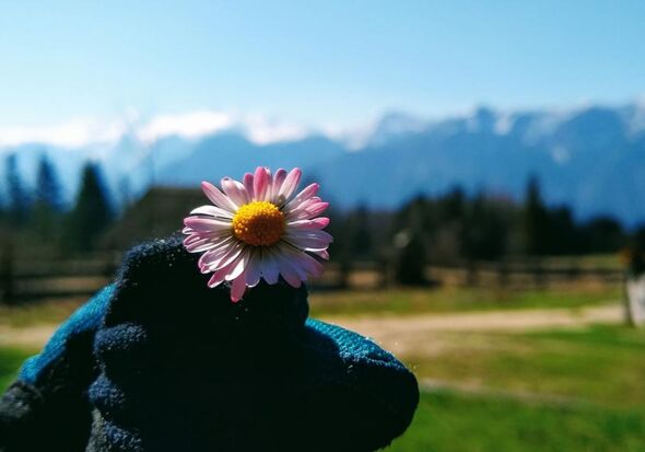 Blumenvielfalt am Kriemoos