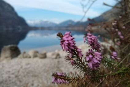 Die rosarote Sendl wächst am Ufer des Hallstättersees