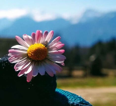 Jemand mit einem Handschuhe hält ein Gänseblümchen in seiner Hand