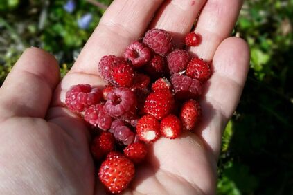 Eine Handvoll wildbeeren die während einer Radtour am Wegesrand gefunden werden können