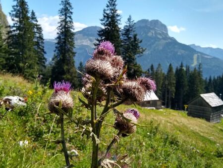 Pure nature in Salzkammergut